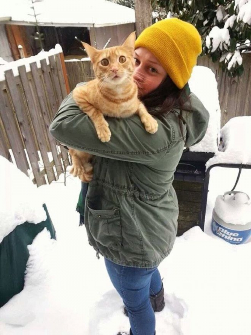 La reacción de los gatos en la primera nieve: 25 fotos que te levante el ánimo La reacción de los gatos en la primera nieve: 25 fotos que te levante el ánimo