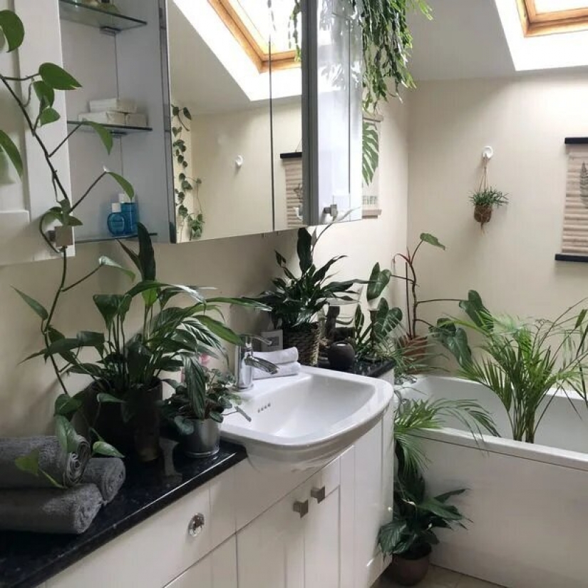 La selva está llamando: cómo vivir en un apartamento lleno de plantas de interior
