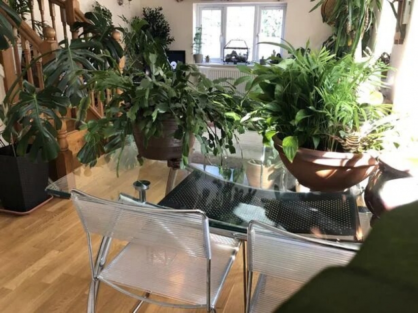 La selva está llamando: cómo vivir en un apartamento lleno de plantas de interior