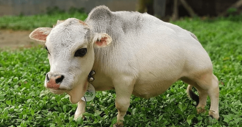 La vaca enana Rani se ha convertido en uno de los atractivos de Bangladesh La vaca enana Rani se ha convertido en uno de los atractivos de Bangladesh
