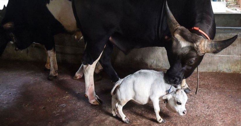 La vaca enana Rani se ha convertido en uno de los atractivos de Bangladesh La vaca enana Rani se ha convertido en uno de los atractivos de Bangladesh
