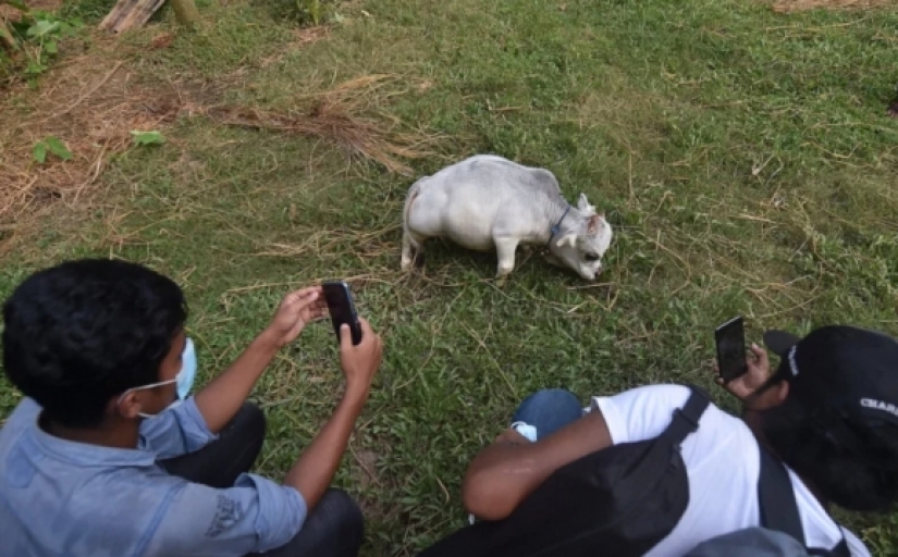 La vaca enana Rani se ha convertido en uno de los atractivos de Bangladesh La vaca enana Rani se ha convertido en uno de los atractivos de Bangladesh