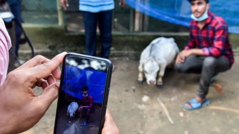 La vaca enana Rani se ha convertido en uno de los atractivos de Bangladesh La vaca enana Rani se ha convertido en uno de los atractivos de Bangladesh