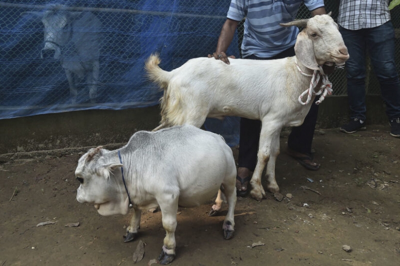 La vaca enana Rani se ha convertido en uno de los atractivos de Bangladesh La vaca enana Rani se ha convertido en uno de los atractivos de Bangladesh