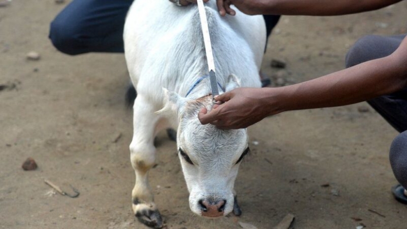 La vaca enana Rani se ha convertido en uno de los atractivos de Bangladesh La vaca enana Rani se ha convertido en uno de los atractivos de Bangladesh