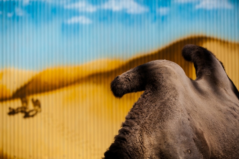 La vida real de los animales en los zoológicos.