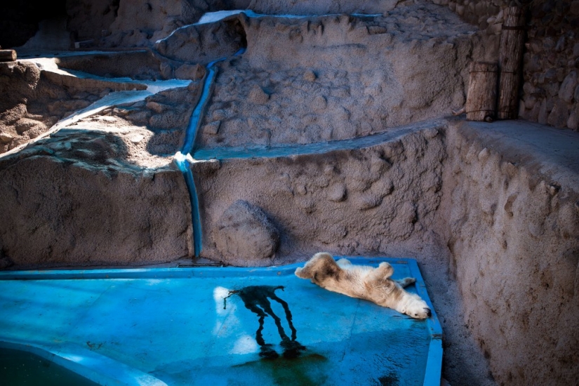 La vida real de los animales en los zoológicos.
