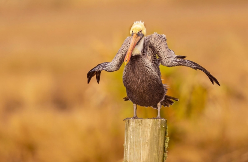 Las 22 fotos más divertidas de los ganadores de los Comedy Wildlife Photo Awards 2021 Las 22 fotos más divertidas de los ganadores de los Comedy Wildlife Photo Awards 2021