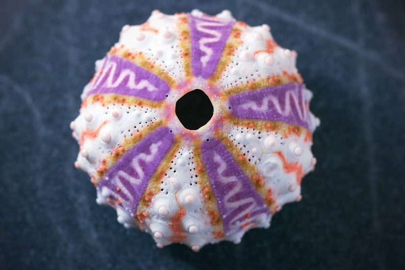 Las 25 Cosas Más Extrañas Vendidas en eBay Las 25 Cosas Más Extrañas Vendidas en eBay