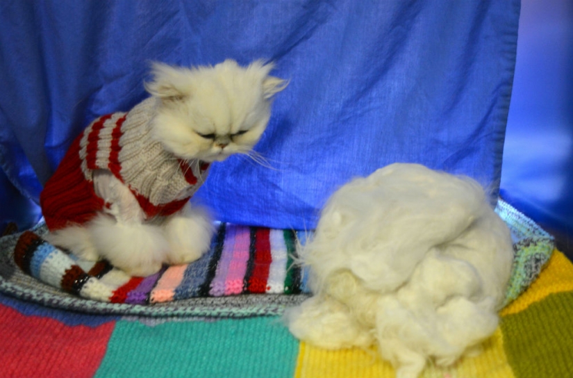 Las 5 leyes más ridículas del estado de Nueva York Las 5 leyes más ridículas del estado de Nueva York