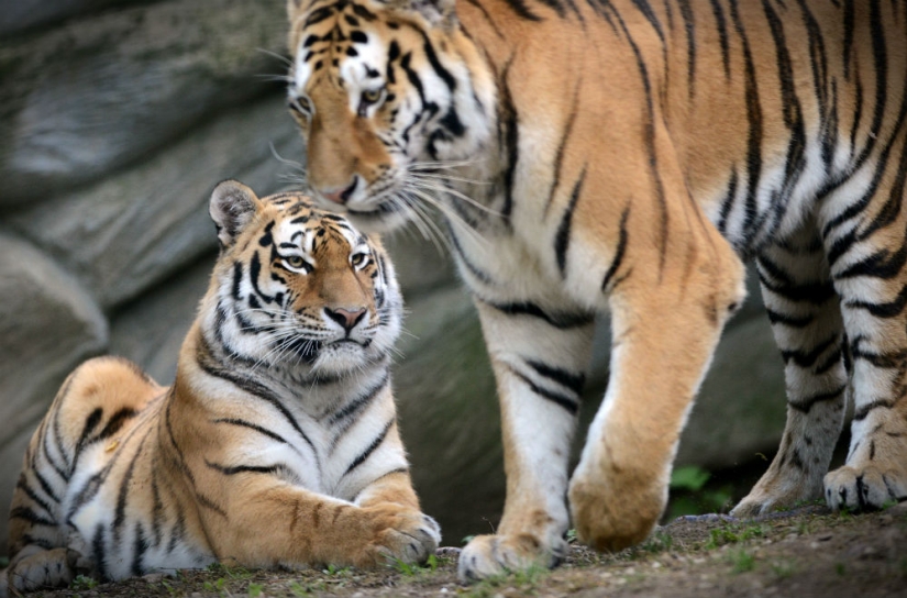 Las 5 leyes más ridículas del estado de Nueva York Las 5 leyes más ridículas del estado de Nueva York