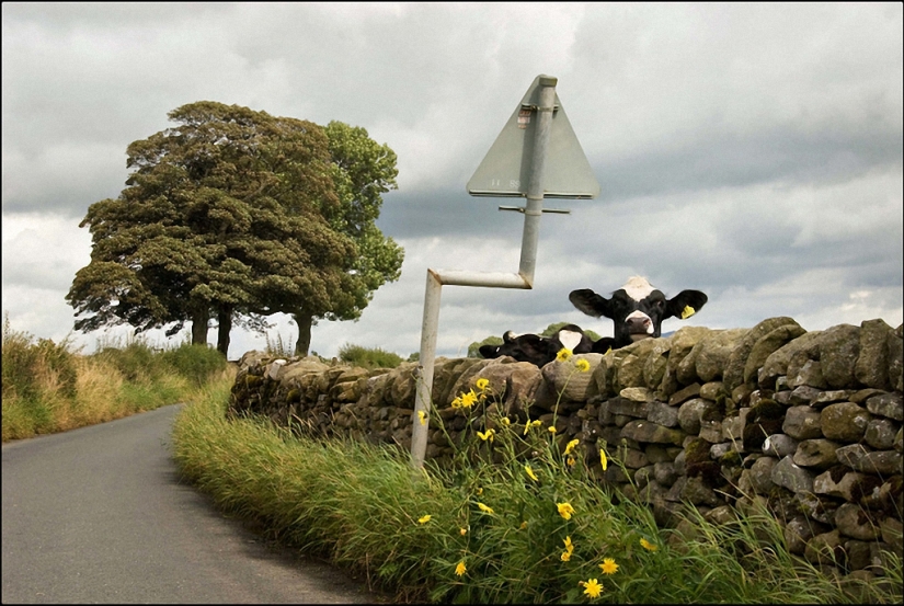 Las divertidas fotos callejeras de Niels Jorgensen