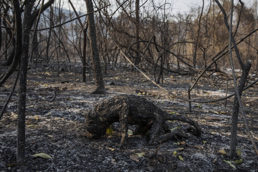 Las mejores fotografías del World Press Photo concurso de 2021