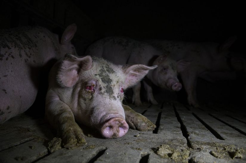 Las mejores fotografías del World Press Photo concurso de 2021