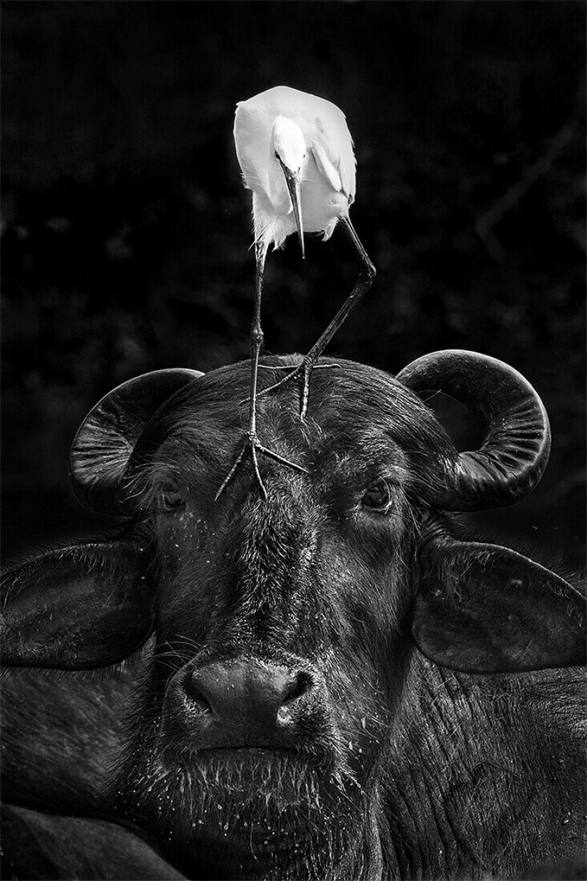 Las mejores fotos del concurso de fotografía monocromática MonoVisions Photography Awards 2021