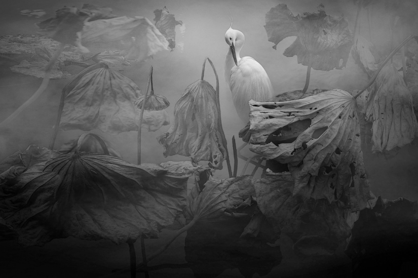 Las mejores fotos del concurso de fotografía monocromática MonoVisions Photography Awards 2021