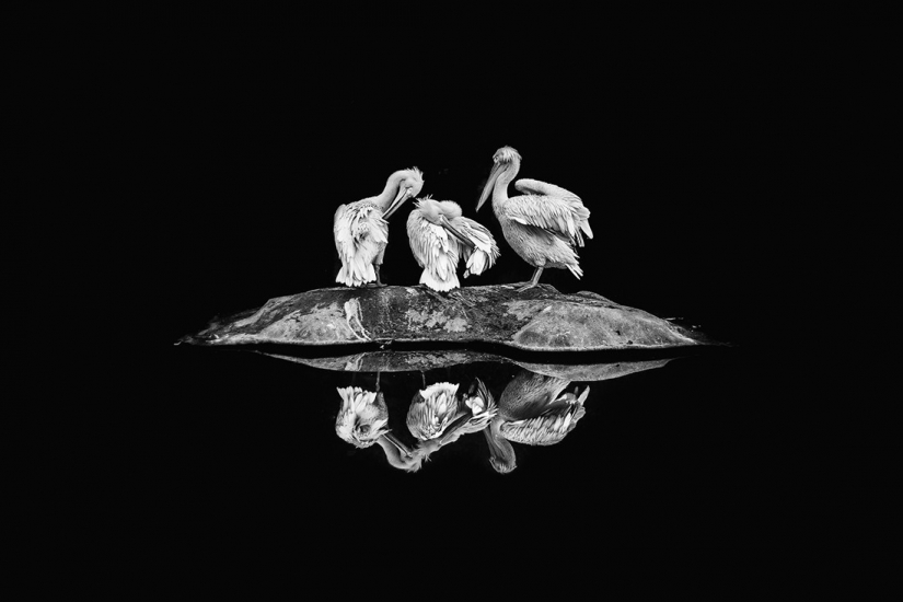 Las mejores fotos del concurso de fotografía monocromática MonoVisions Photography Awards 2021