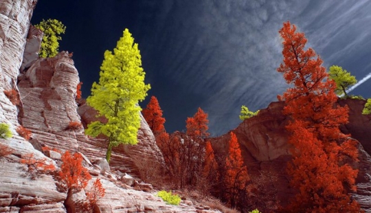 Las mejores obras de infrarrojos concurso de fotografía de la Vida en Otra Luz