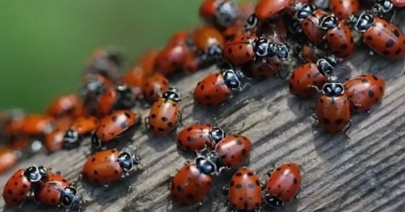 Las playas de Anapa están asediadas por hordas de mariquitas Las playas de Anapa están asediadas por hordas de mariquitas