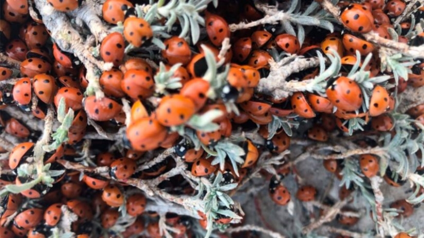Las playas de Anapa están asediadas por hordas de mariquitas Las playas de Anapa están asediadas por hordas de mariquitas