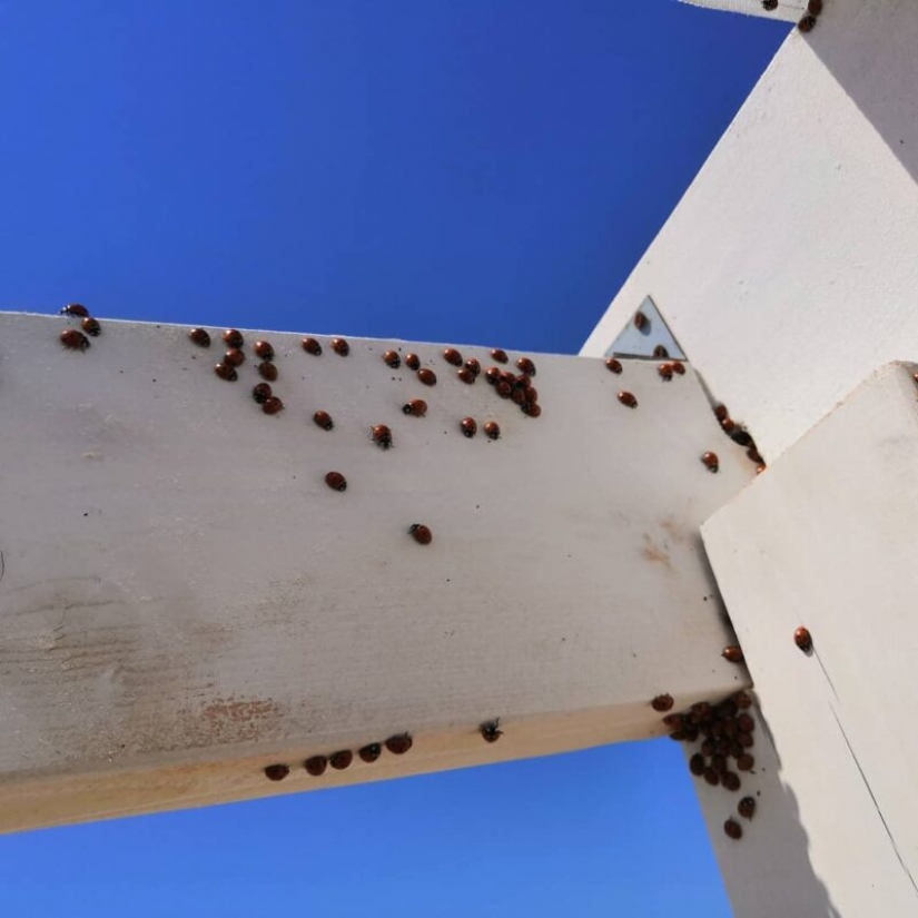 Las playas de Anapa están asediadas por hordas de mariquitas Las playas de Anapa están asediadas por hordas de mariquitas