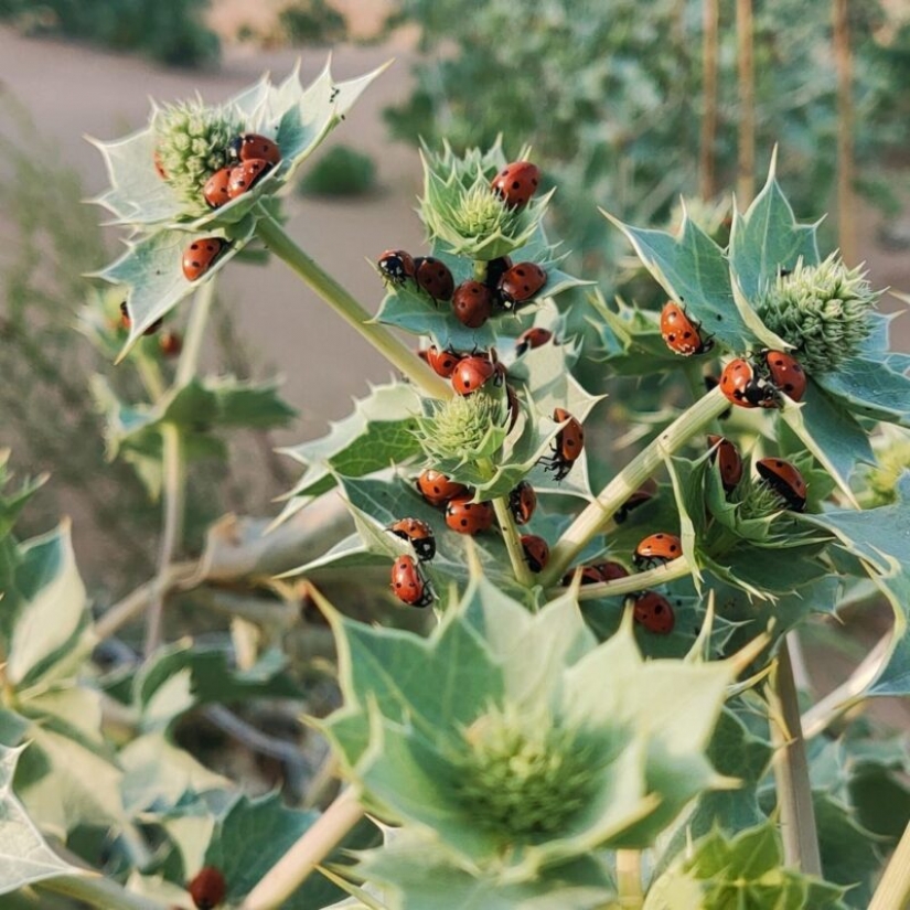 Las playas de Anapa están asediadas por hordas de mariquitas Las playas de Anapa están asediadas por hordas de mariquitas