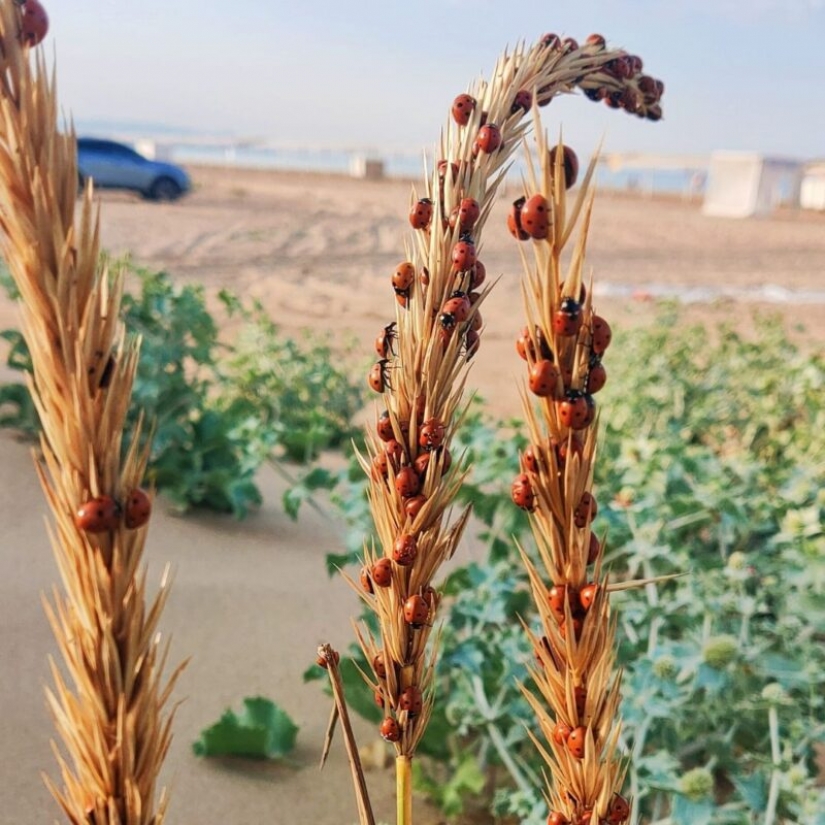 Las playas de Anapa están asediadas por hordas de mariquitas Las playas de Anapa están asediadas por hordas de mariquitas