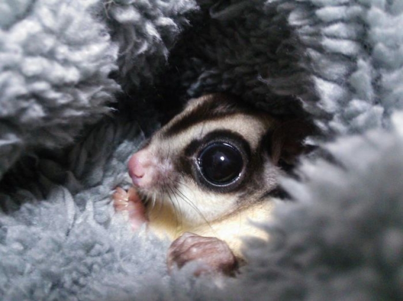 Las zarigüeyas son los animales más dulces del mundo