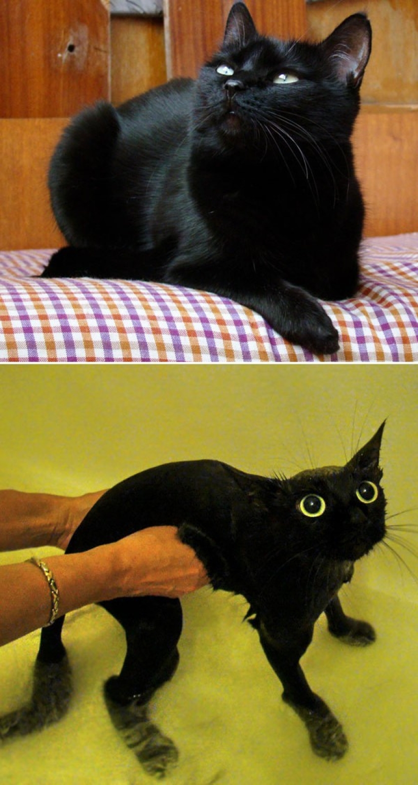Lavados e insultados: 8 gatos que se bañaron Lavados e insultados: 8 gatos que se bañaron