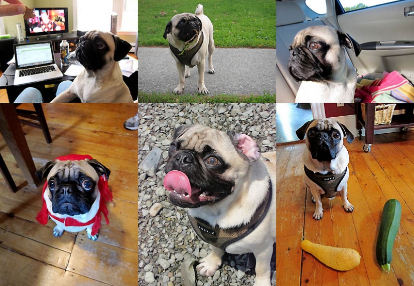 Life tips from Murphy the Dog