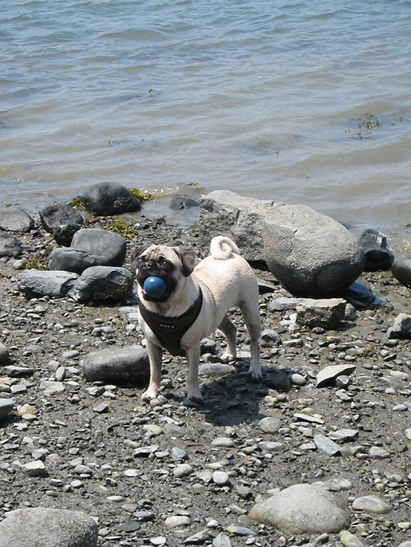 Life tips from Murphy the Dog