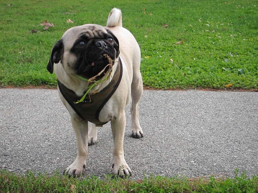 Life tips from Murphy the Dog