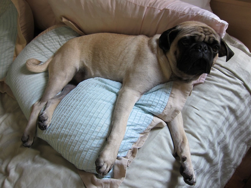 Life tips from Murphy the Dog