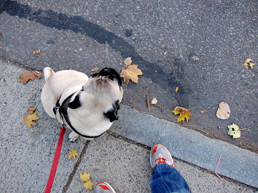 Life tips from Murphy the Dog