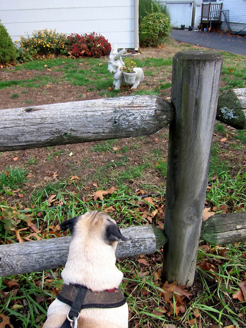 Life tips from Murphy the Dog