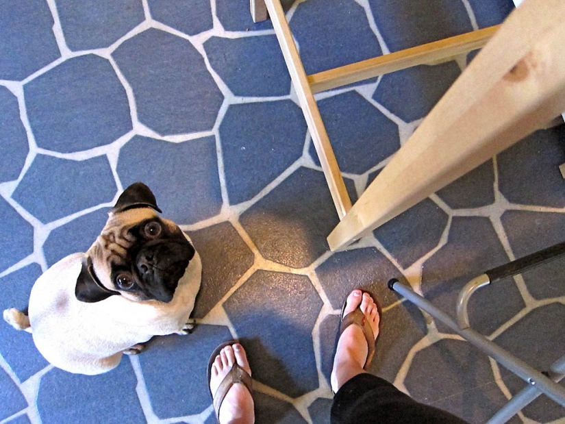 Life tips from Murphy the Dog