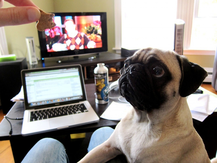 Life tips from Murphy the Dog