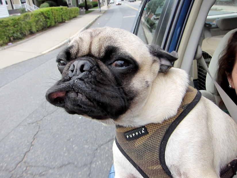 Life tips from Murphy the Dog