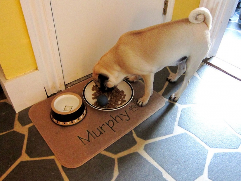 Life tips from Murphy the Dog