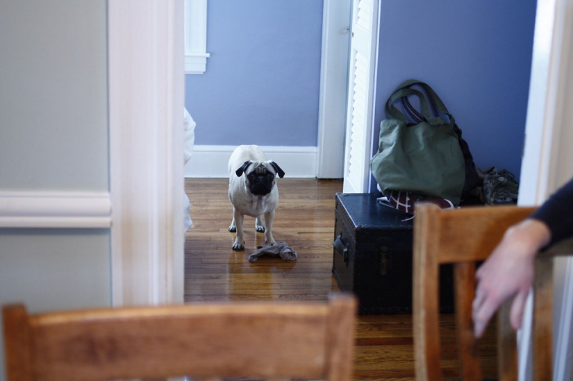 Life tips from Murphy the Dog