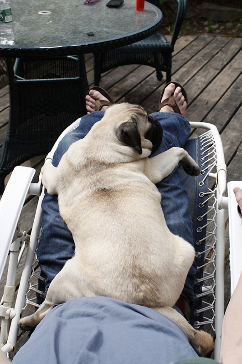 Life tips from Murphy the Dog