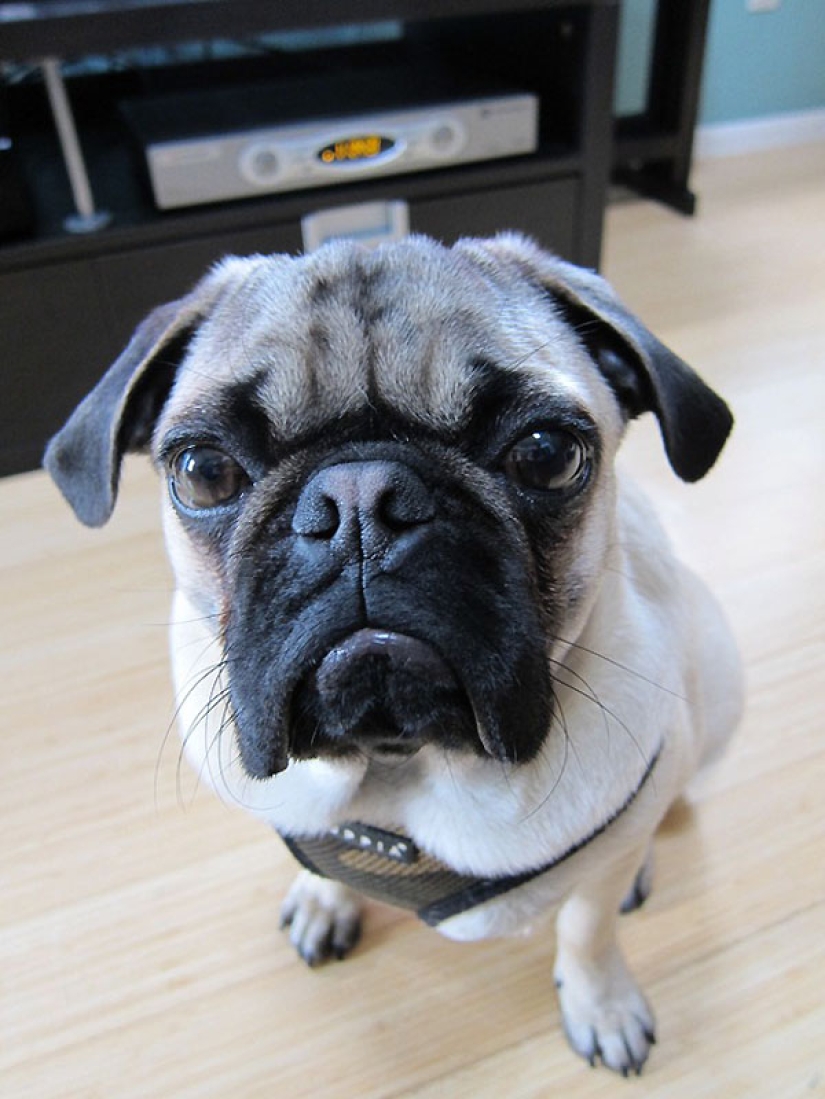 Life tips from Murphy the Dog