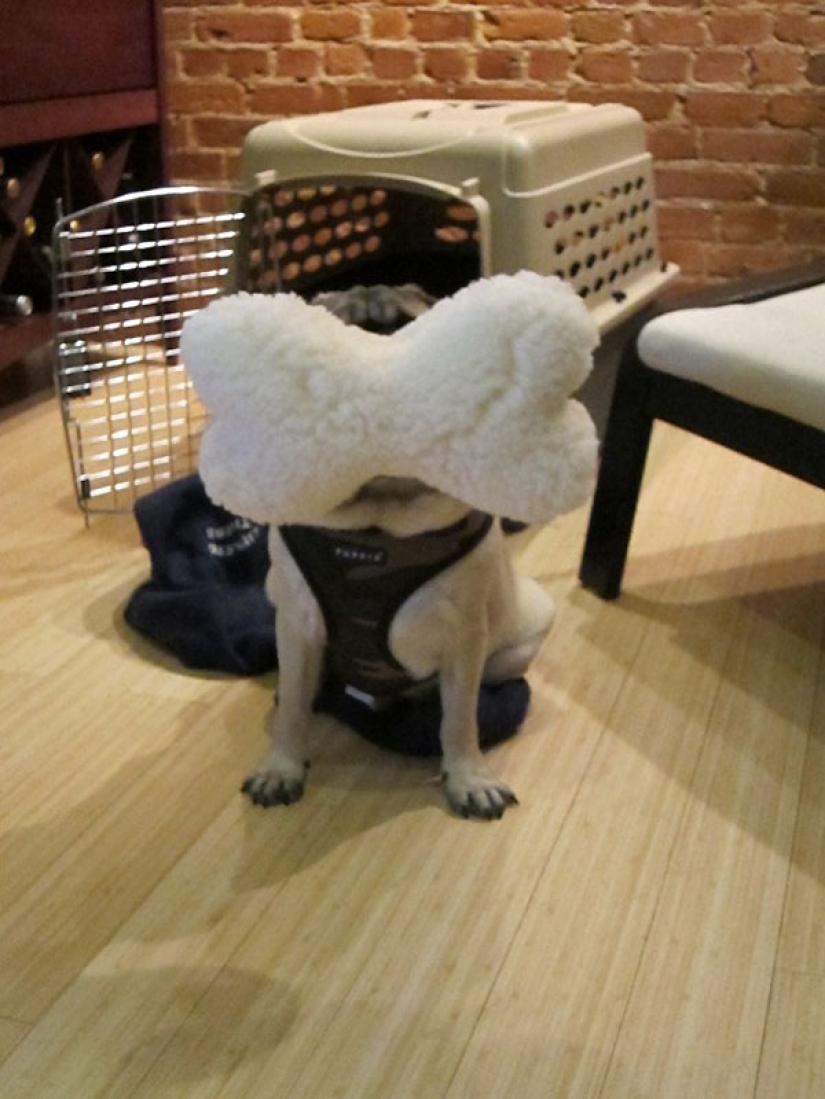 Life tips from Murphy the Dog