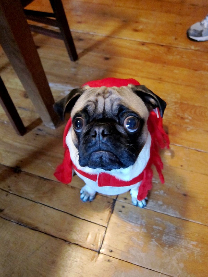 Life tips from Murphy the Dog