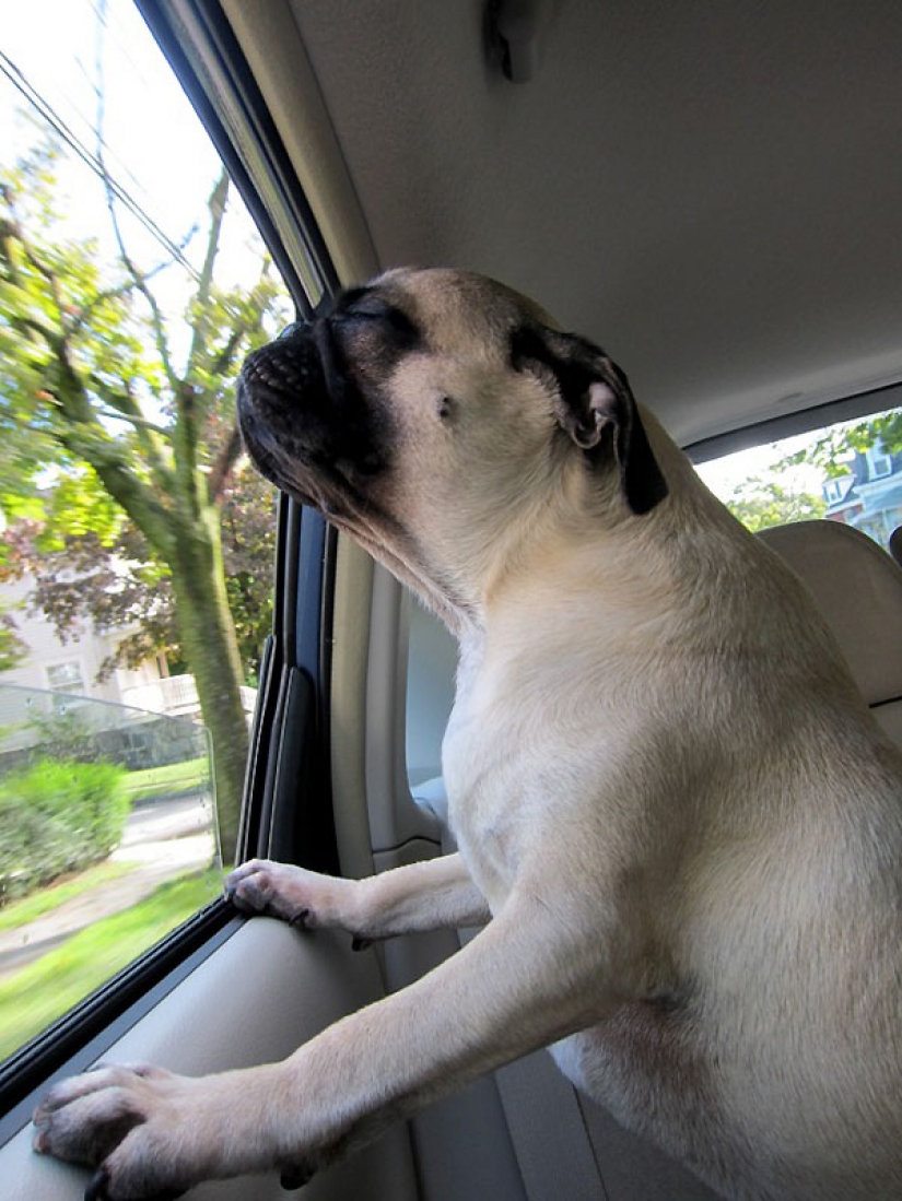 Life tips from Murphy the Dog