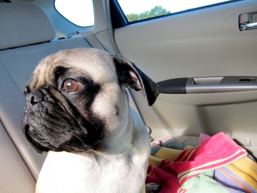 Life tips from Murphy the Dog