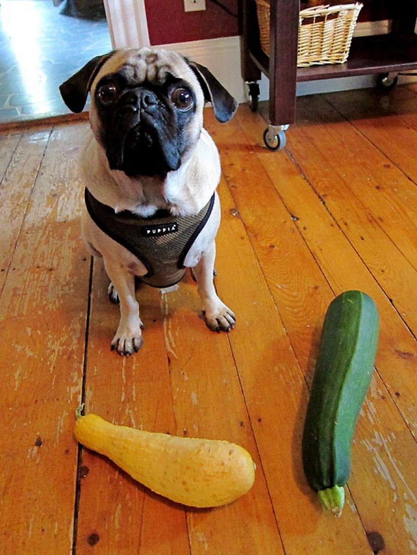 Life tips from Murphy the Dog