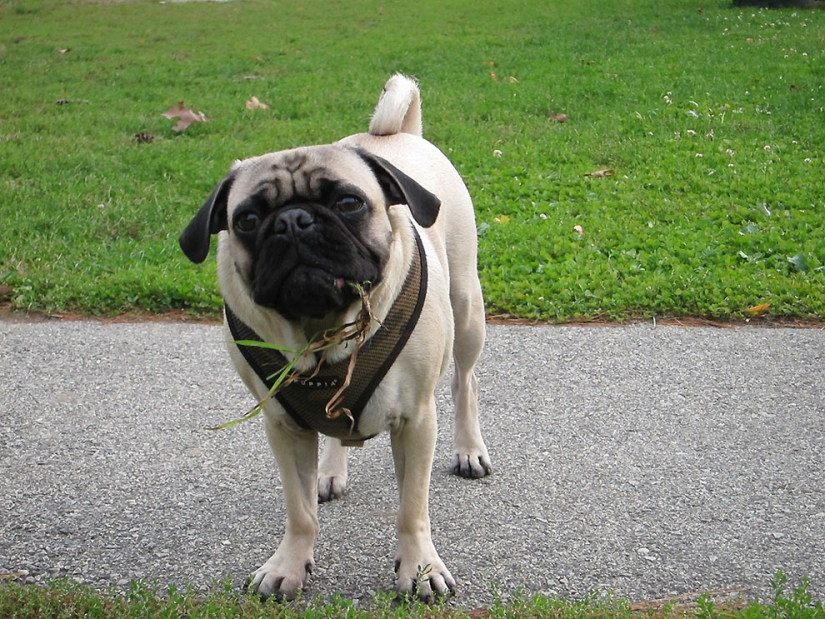 Life tips from Murphy the Dog