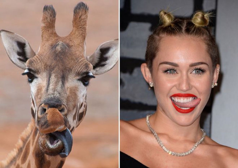 "Like two drops of water": celebrities and their four-legged counterparts