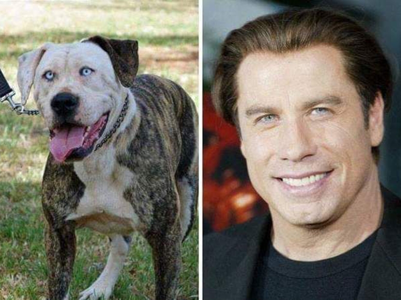 "Like two drops of water": celebrities and their four-legged counterparts